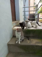 daruji koťata do dobých rukou