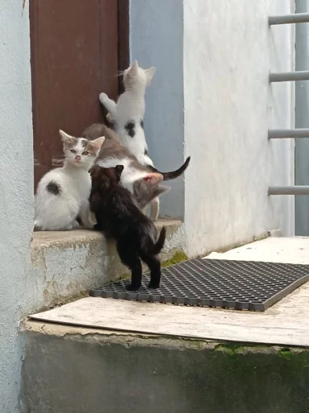 daruji koťata do dobých rukou