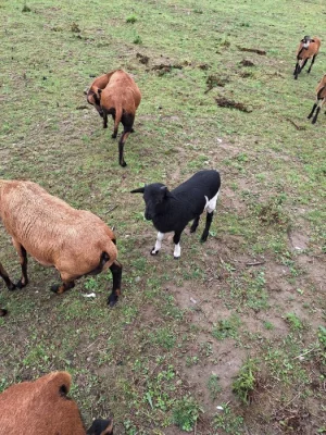 Jehňata ovce kamerunské