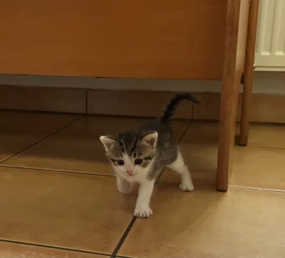 Kocourci z Mladé Boleslavi