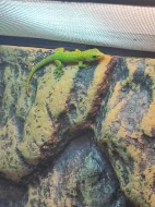 Prodávám 7 mláďat Phelsumy madagascariensis grandis
