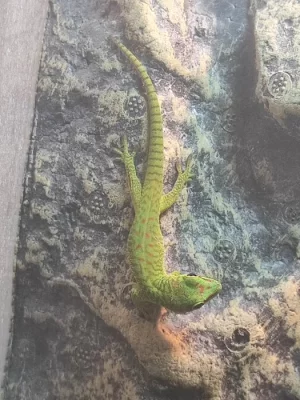 Prodávám 7 mláďat Phelsumy madagascariensis grandis