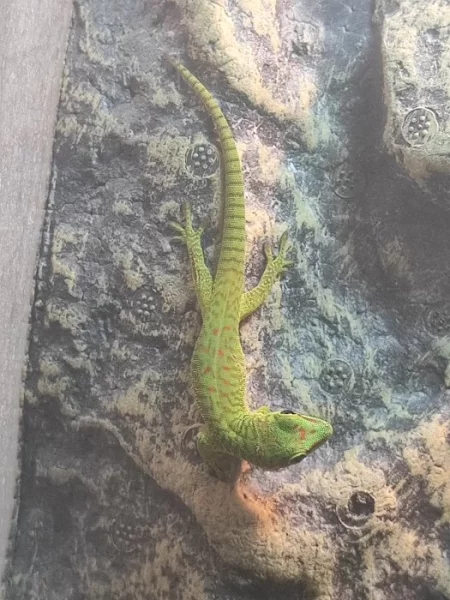 Prodávám 7 mláďat Phelsumy madagascariensis grandis