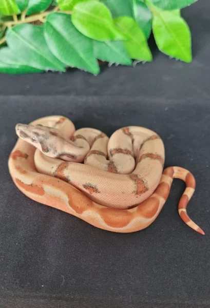 Hroznýš královský