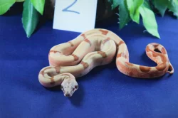 Hroznýš královský