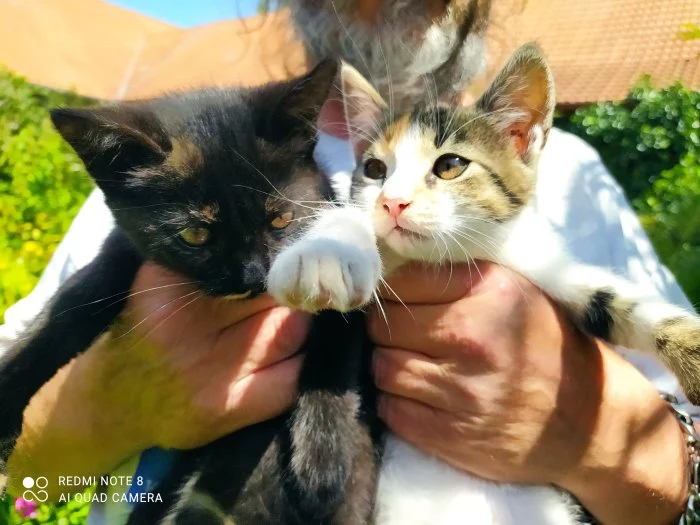 Daruji zdarma 2 koťátka