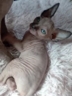 Kočička sphynx