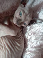 Kočička sphynx