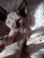 Kočička sphynx