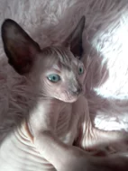 Kočička sphynx