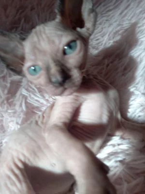 Kočička sphynx