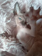Kočička sphynx
