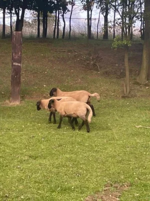 Prodám jehňata Suffolk