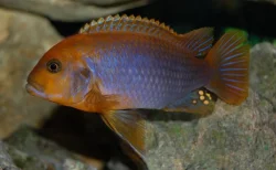 Tlamovci MALAWI