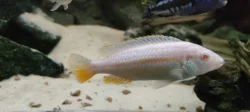 Tlamovci MALAWI