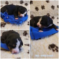 Bernský salašnický pes s pp - štěňátka