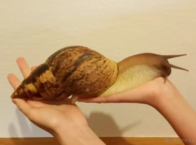 Lissachatina reticulata - oblovka síťkovaná