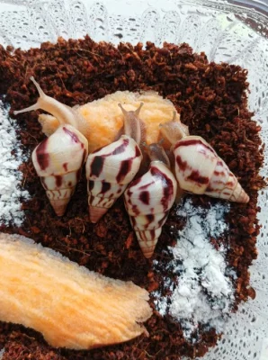 Limicolaria agathina Nigeria