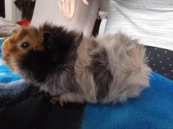 Morče - sameček rozety s průkazem původu.