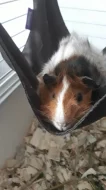 Morče - sameček rozety s průkazem původu.
