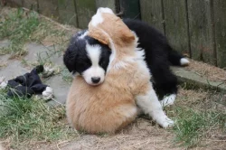 Border collie s PP