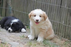 Border collie s PP