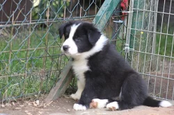 Border collie s PP