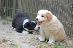 Border collie s PP