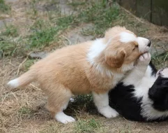 Border collie s PP