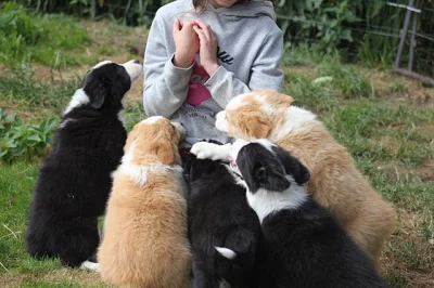 Border collie  s PP