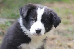 Border collie s PP