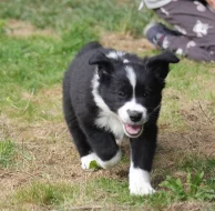 Border collie s PP