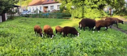 Zwarbles Jehnice do chovu