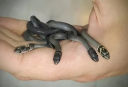 Hmyzožraví Eirenis modestus