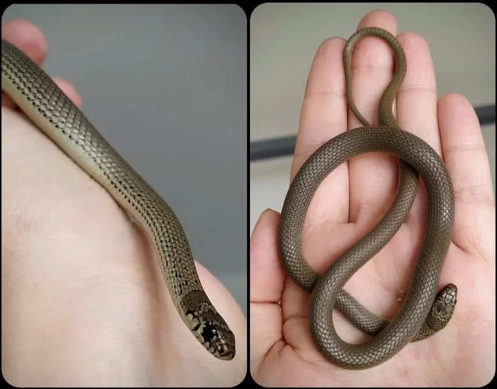 Hmyzožraví Eirenis modestus