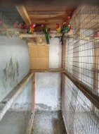 Prodám Rozelu pestrou , červenou, červený pastel