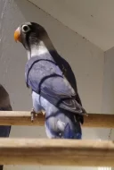 Prodám agapornis škraboškový