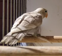 Prodám agapornis škraboškový