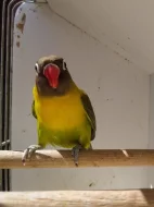 Prodám agapornis škraboškový