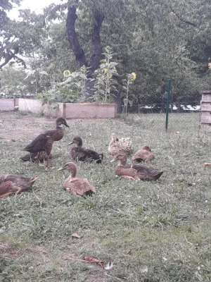 Mláďata IB