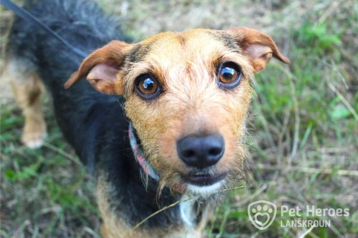 Betty - kříženec k adopci