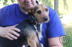 Betty - kříženec k adopci