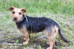 Betty - kříženec k adopci