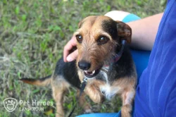 Betty - kříženec k adopci