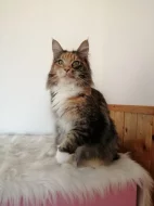 Mainská mývalí s PP - kočička 3 roky