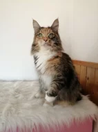 Mainská mývalí s PP - kočička 3 roky