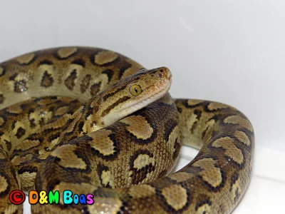 Epicrates cenchria alvarezi - Argentine Rainbow Boa