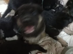 Prodám štěně No