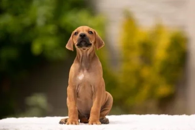 Rhodesian Ridgeback - štěňata s PP - odběr ihned