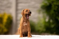 Rhodesian Ridgeback - štěňata s PP - odběr ihned